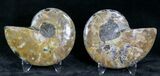 Polished Ammonite Pair - Million Years #22256-1